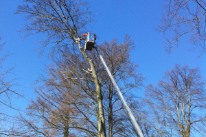 schwierige Baumfällung